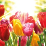 Frühjahrsempfang der Stadt Twistringen